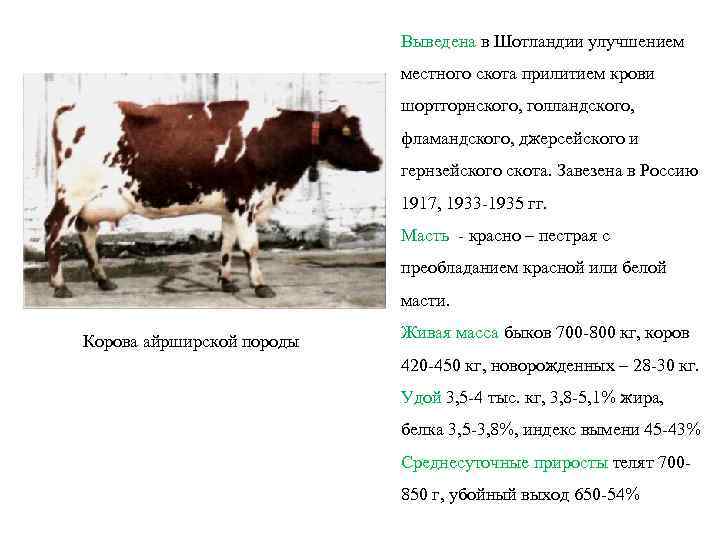 Выведена в Шотландии улучшением местного скота прилитием крови шортгорнского, голландского, фламандского, джерсейского и гернзейского