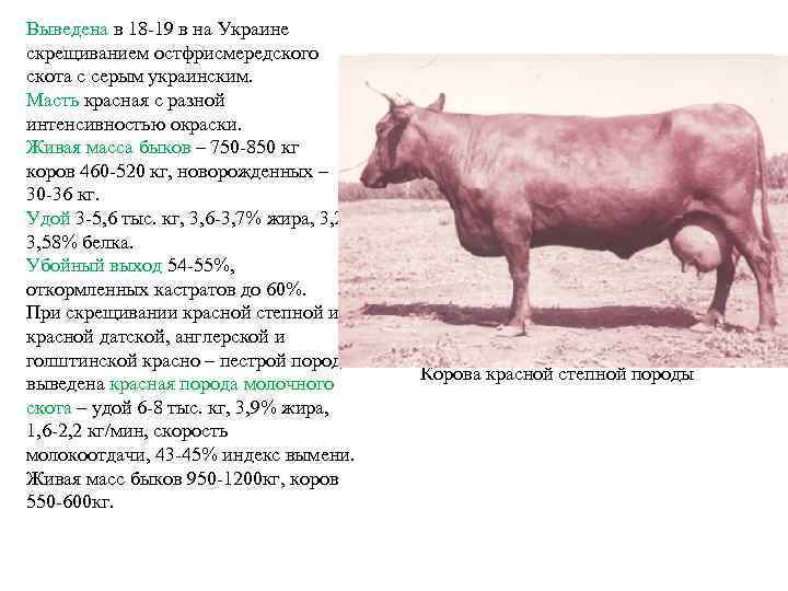 Выведена в 18 -19 в на Украине скрещиванием остфрисмередского скота с серым украинским. Масть