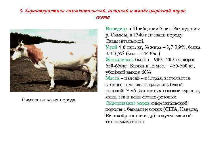 3. Характеристика симментальской, швицкой и монбельярдской пород скота Симментальская порода Выведена в Швейцарии 5