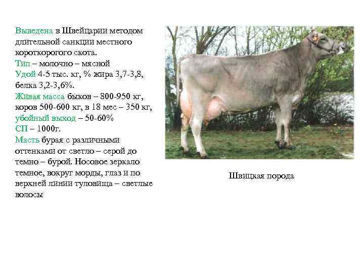Выведена в Швейцарии методом длительной санкции местного короткорогого скота. Тип – молочно – мясной