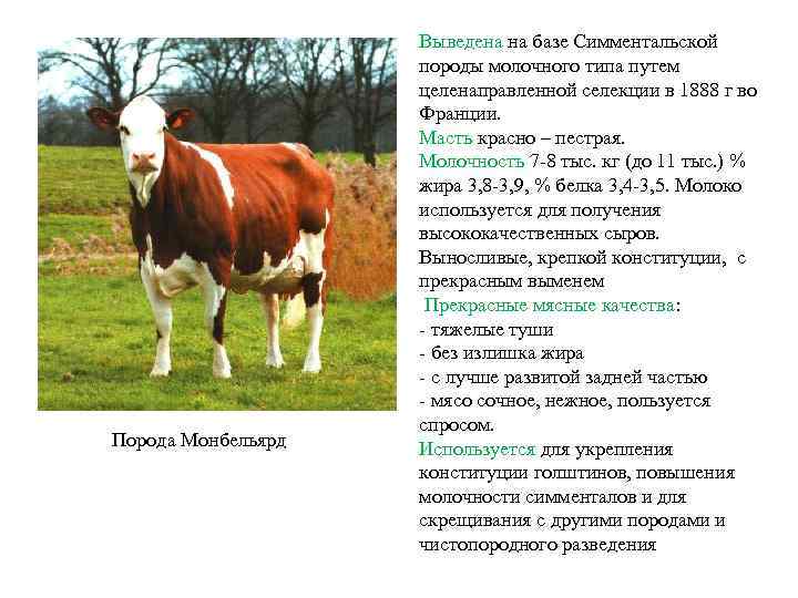 Порода Монбельярд Выведена на базе Симментальской породы молочного типа путем целенаправленной селекции в 1888