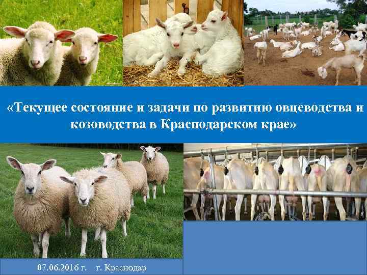  «Текущее состояние и задачи по развитию овцеводства и козоводства в Краснодарском крае» 07.