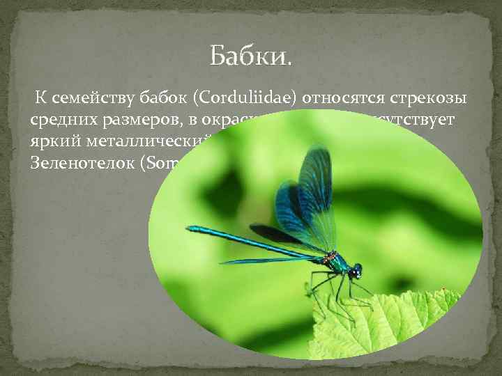 Бабки. К семейству бабок (Corduliidae) относятся стрекозы средних размеров, в окраске которых присутствует яркий