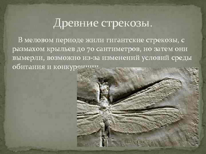 Древние стрекозы. В меловом периоде жили гигантские стрекозы, с размахом крыльев до 70 сантиметров,