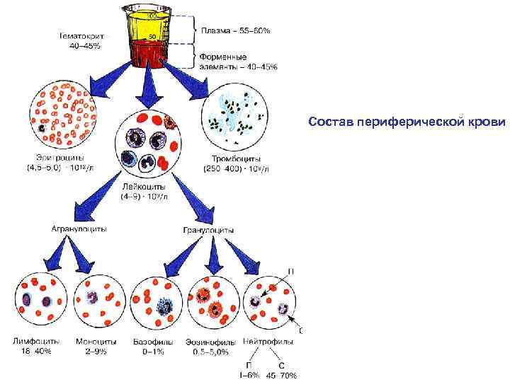 Состав периферической крови 