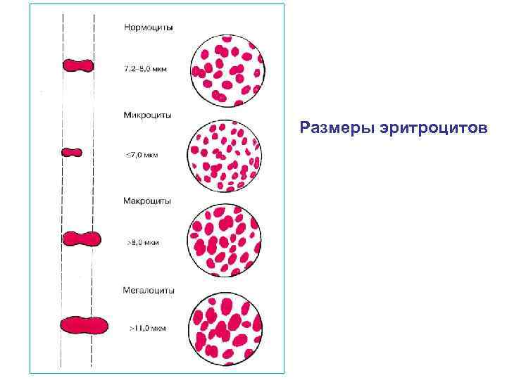 На рисунке схематично изображен эритроцитарный