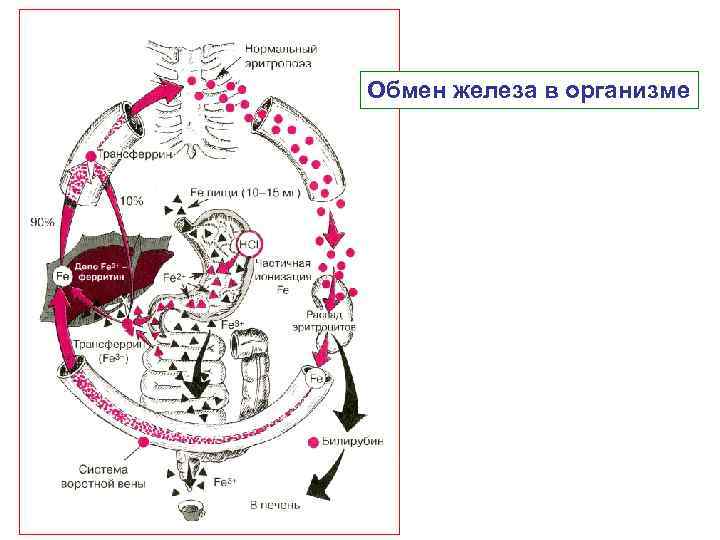 Обмен железа схема. Обмен железа в организме. Схема обмена железа в организме. Схема транспорта железа в организме. Обмен железа биохимия.