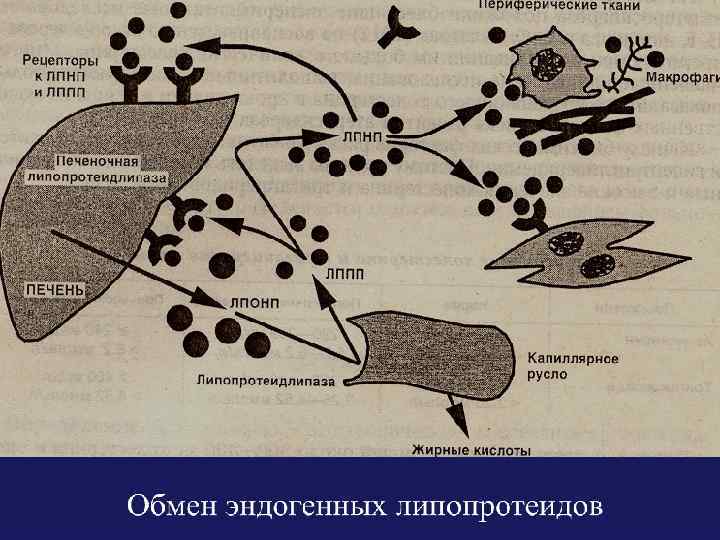 Теории патогенеза атеросклероза тромбогенная thumbnail