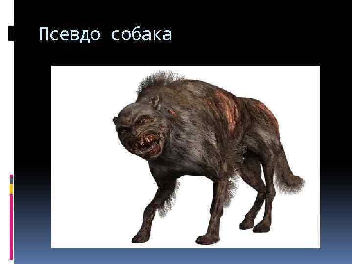 Псевдо собака 