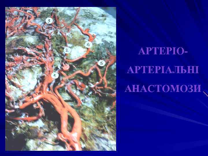 АРТЕРІОАРТЕРІАЛЬНІ АНАСТОМОЗИ 