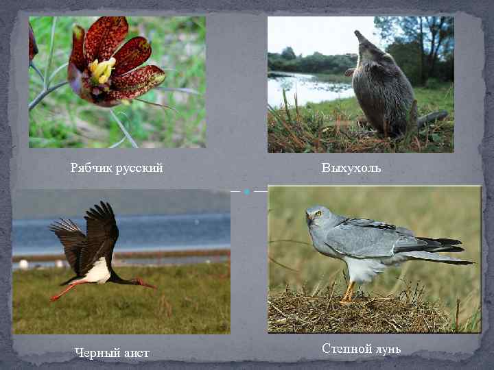 Рябчик русский Выхухоль Черный аист Степной лунь 