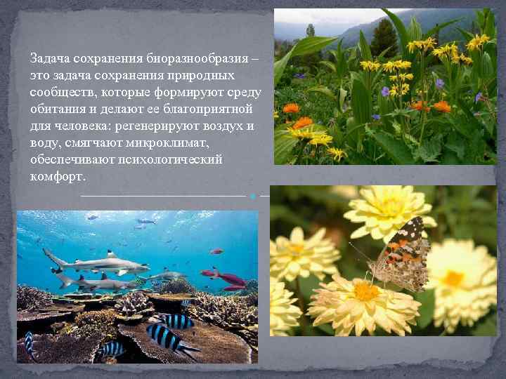 Задача сохранения биоразнообразия – это задача сохранения природных сообществ, которые формируют среду обитания и