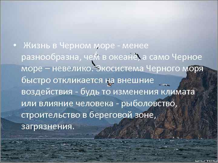 Черное море статья. Вывод черного моря. Жизнь в черном море. Рассказ о черном море. Экосистема черного моря.