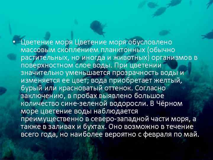  • Цветение моря обусловлено массовым скоплением планктонных (обычно растительных, но иногда и животных)