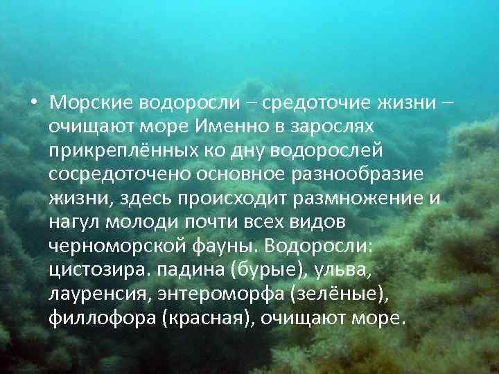  • Морские водоросли – средоточие жизни – очищают море Именно в зарослях прикреплённых