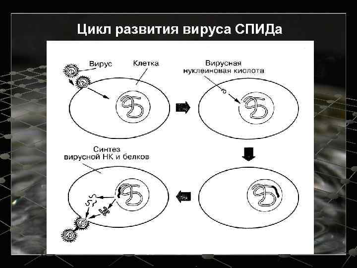 Цикл развития вируса СПИДа 