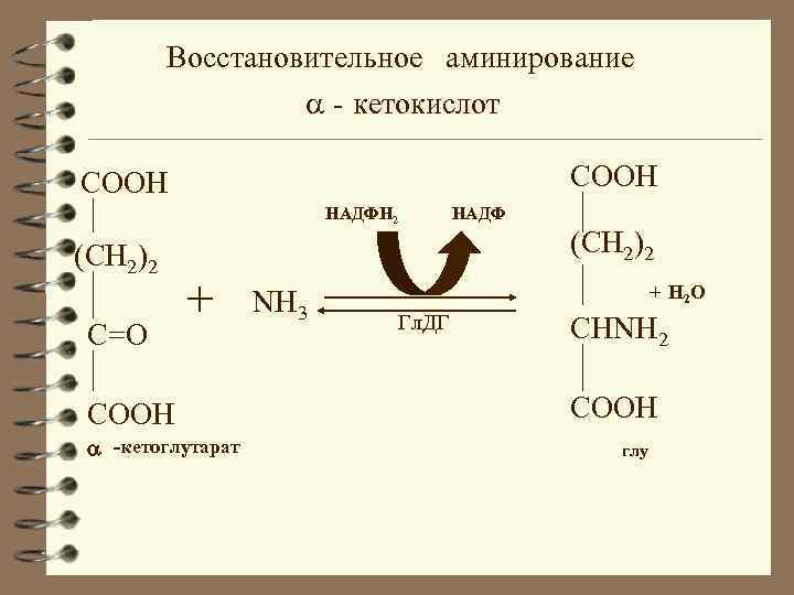 Восстановительное аминирование - кетокислот COОН COOH НАДФН 2 (CH 2)2 C=O + COOH -кетоглутарат