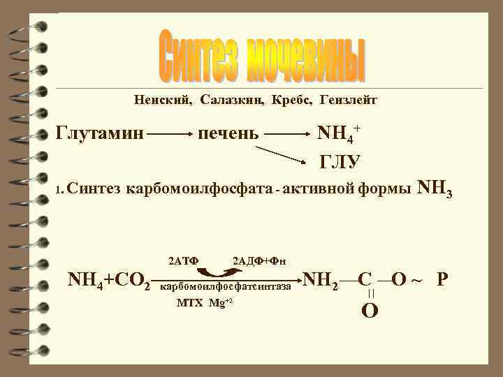 Ненский, Салазкин, Кребс, Гензлейт Глутамин 1. Синтез печень NH 4+ ГЛУ карбомоилфосфата - активной