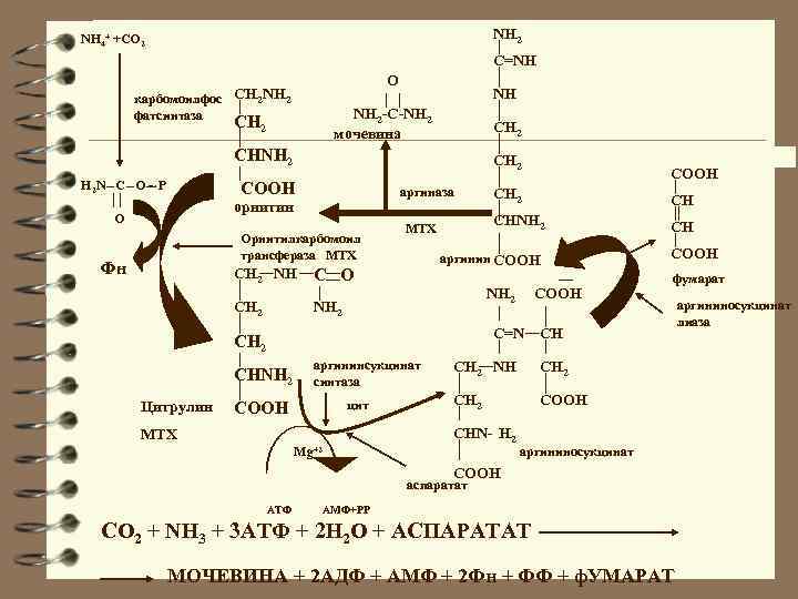 NH 2 NH 4+ +CO 2 C=NH O карбомоилфос СH 2 NH 2 фатсинтаза