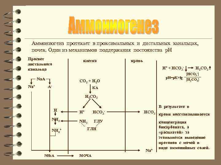 Аммониогенз протекает в проксимальных и дистальных канальцах, почек. Один из механизмов поддержания постоянства р.