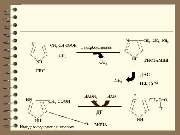 N CH 2 -CH-COOH декарбоксилаза NH 2 NH NH CO 2 ГИСТАМИН ДАО NH