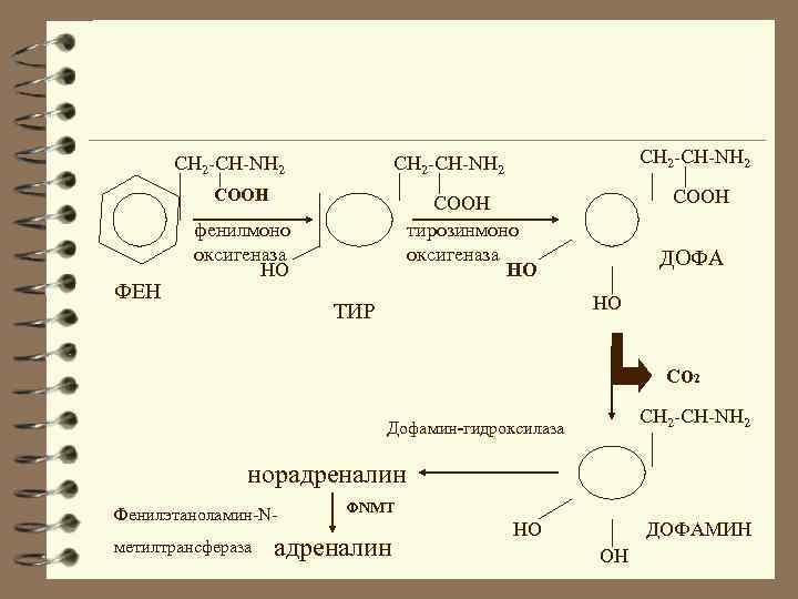 CH 2 -CH-NH 2 COOH ФЕН CH 2 -CH-NH 2 COOH тирозинмоно оксигеназа НО