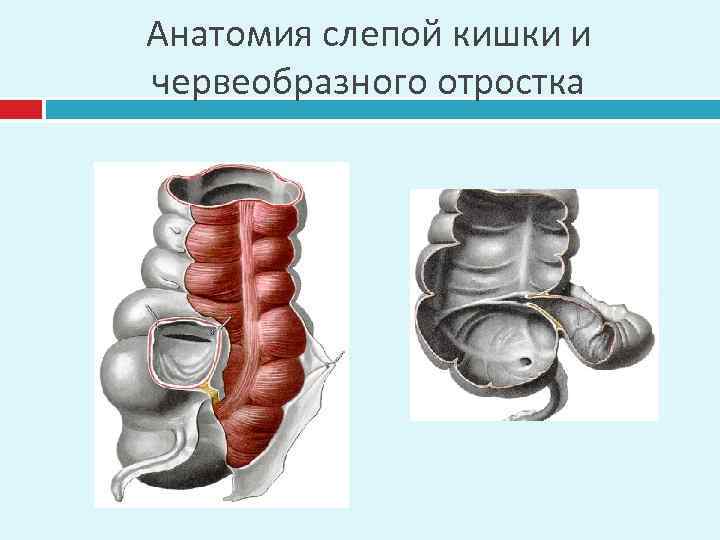 Анатомия слепой кишки и червеобразного отростка 