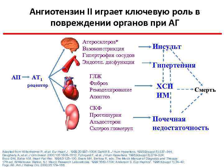 Aнгиотензин II играет ключевую роль в повреждении органов при АГ Атеросклероз* Вазоконстрикция Гипертрофия сосудов