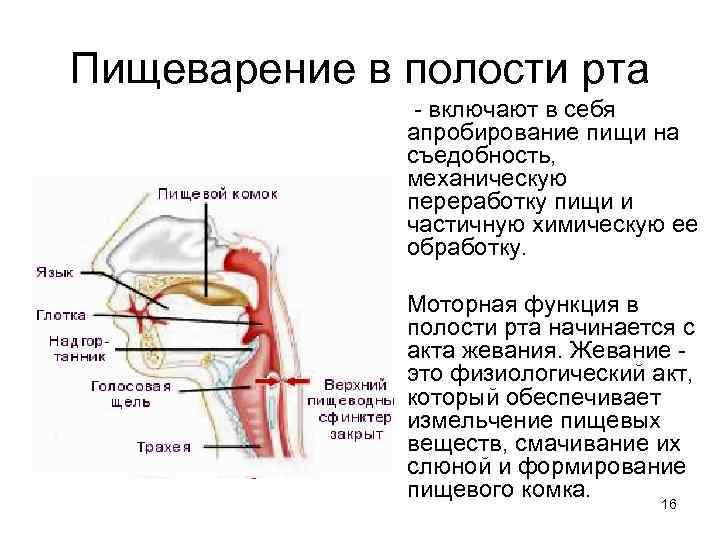 Общий план строения пищеварительной системы пищеварение в ротовой полости