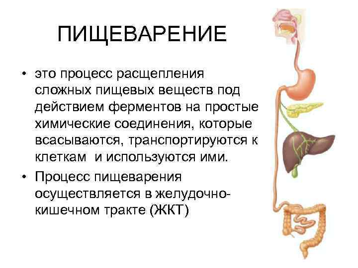 ПИЩЕВАРЕНИЕ • это процесс расщепления сложных пищевых веществ под действием ферментов на простые химические