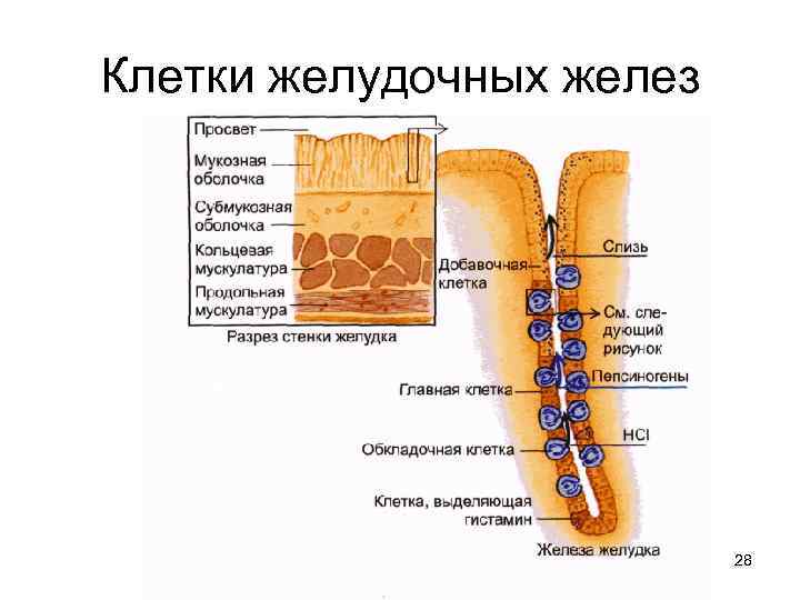 Клетки пищеварительных желез. Клетки желудочных желез. Клетки желудка. Клетки желудка и их секреция. Обкладочные клетки желудка.