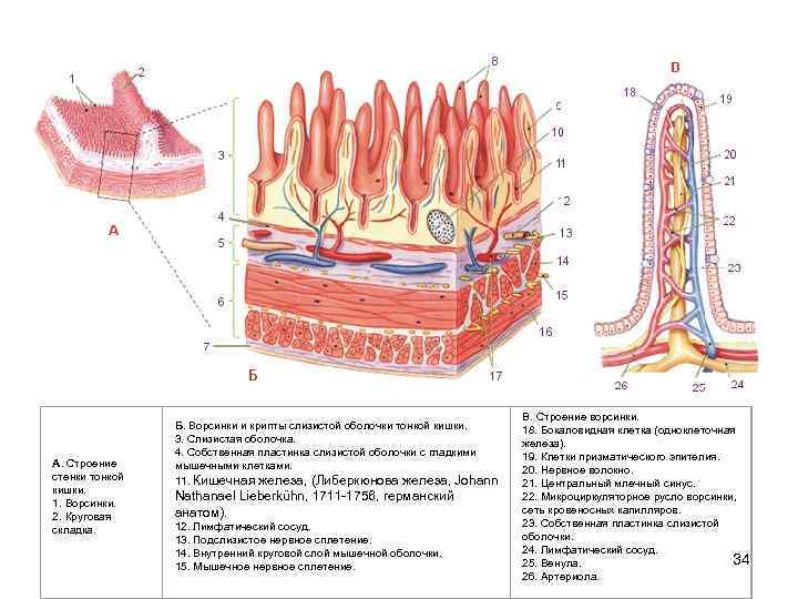 Строение кишечной ворсинки рисунок