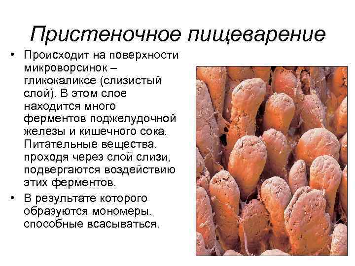 Пристеночное пищеварение • Происходит на поверхности микроворсинок – гликокаликсе (слизистый слой). В этом слое