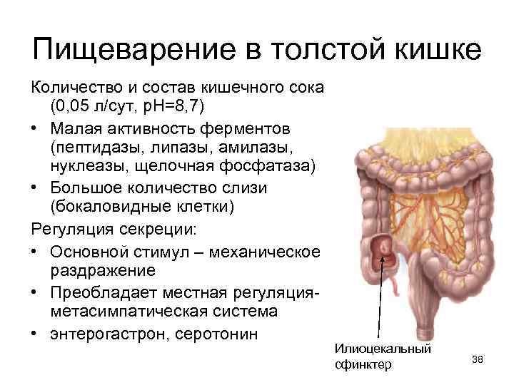 Пищеварение в толстой кишке Количество и состав кишечного сока (0, 05 л/сут, р. Н=8,