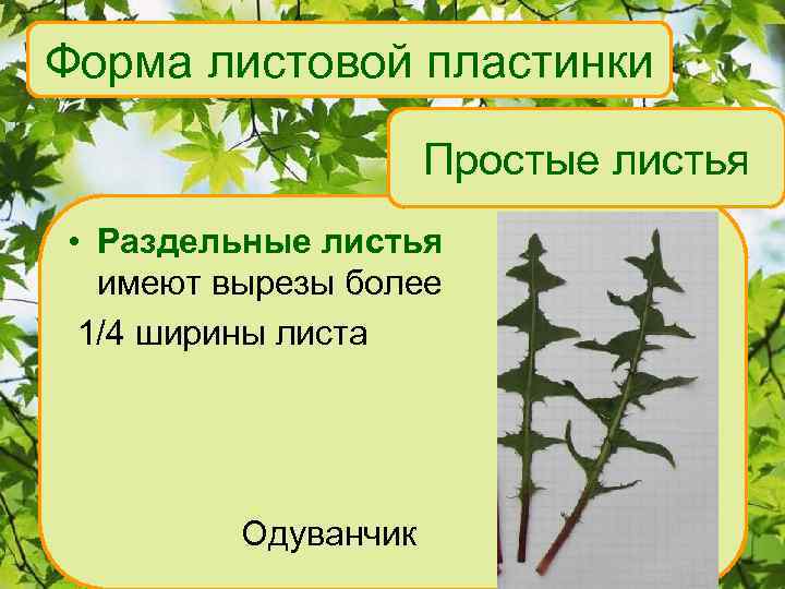 Форма листовой пластинки Простые листья • Раздельные листья имеют вырезы более 1/4 ширины листа