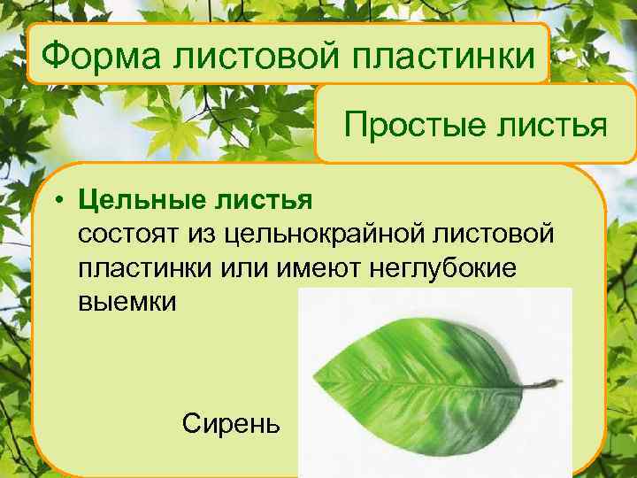 Форма листовой пластинки Простые листья • Цельные листья состоят из цельнокрайной листовой пластинки или