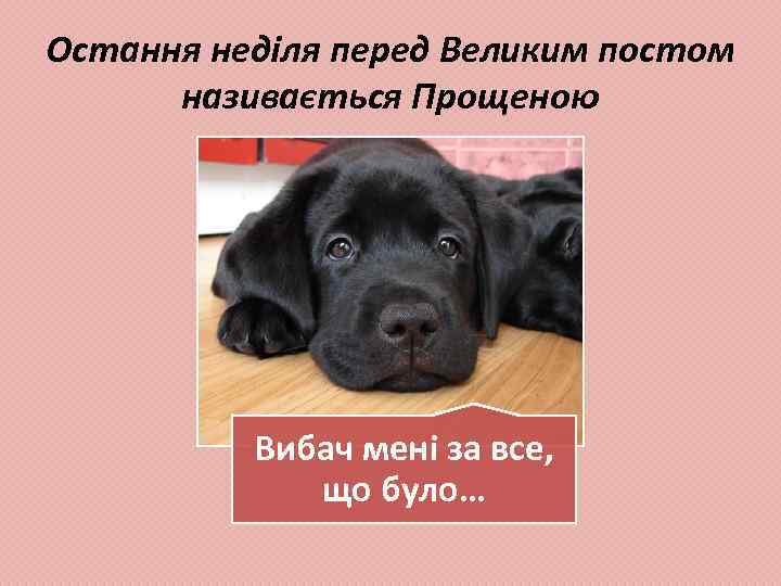 Остання неділя перед Великим постом називається Прощеною Вибач мені за все, що було… 