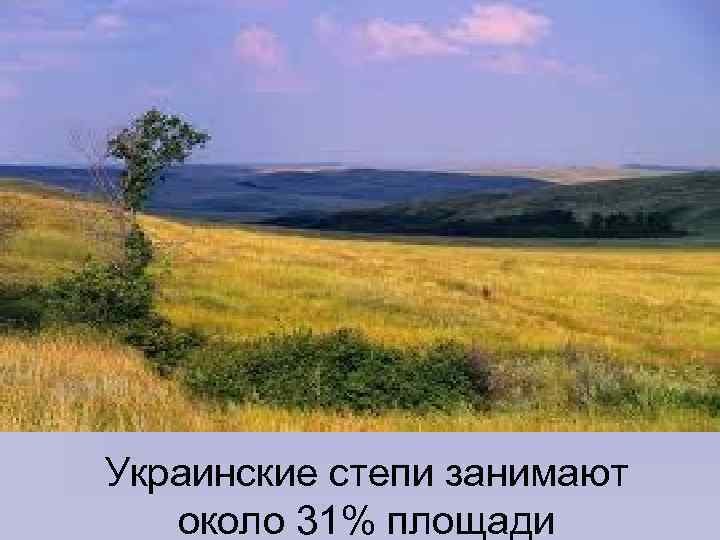 Украинские степи занимают около 31% площади 