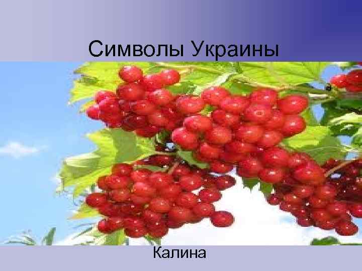 Символы Украины Калина 