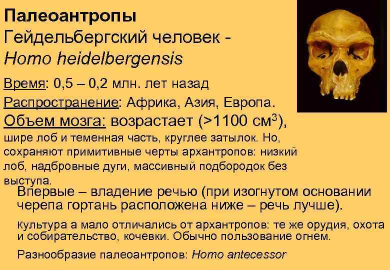 Homo объем мозга. Гейдельбергский человек (homo Heidelbergensis). Гейдельбергский человек строение черепа. Череп Гейдельбергского человека описание. Гейдельбергский человек объем мозга.