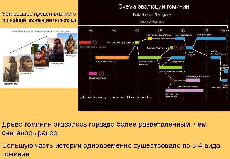 Моя эволюция в древо начало эволюции. Антропологическое Древо человека. Линейная схема эволюции человека. Линейное Древо человека. Линейность эволюции.