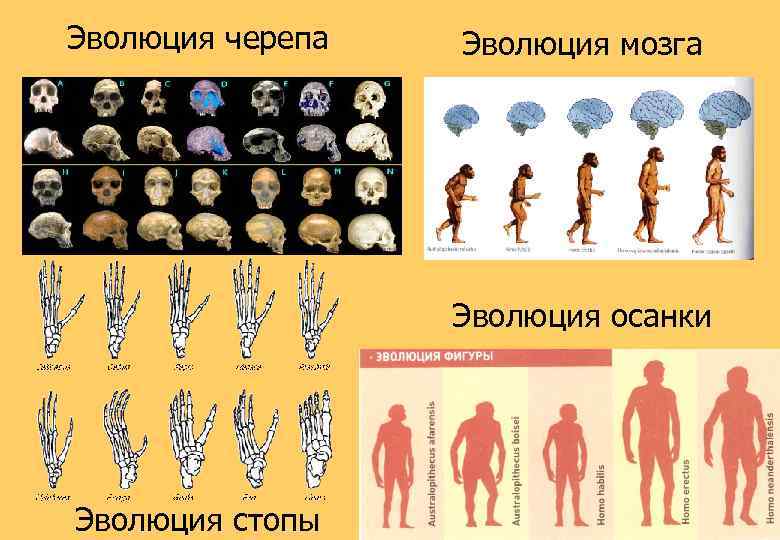 Эволюция черепа человека