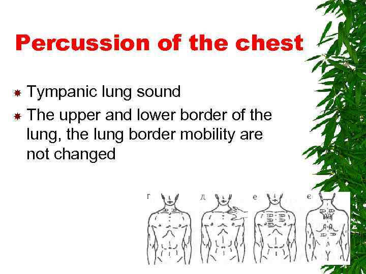 Percussion of the chest Tympanic lung sound The upper and lower border of the