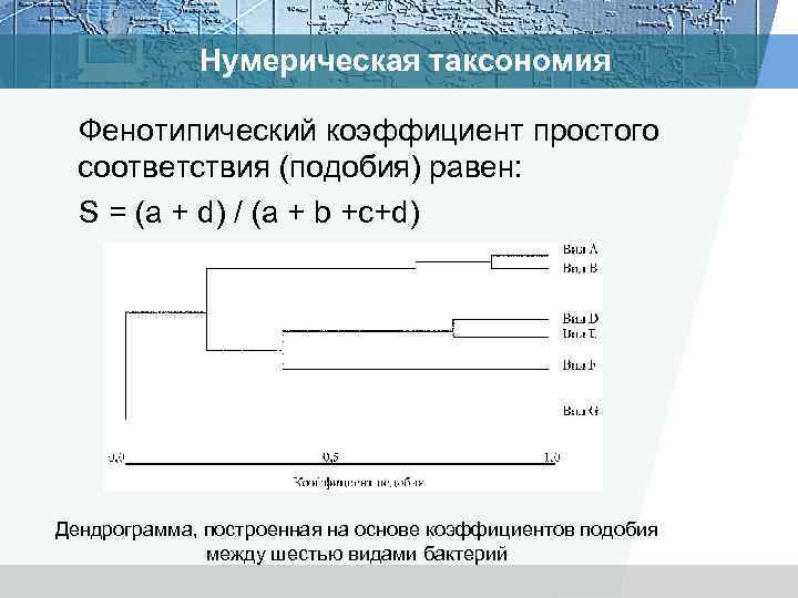 Нумерическая таксономия Фенотипический коэффициент простого соответствия (подобия) равен: S = (а + d) /