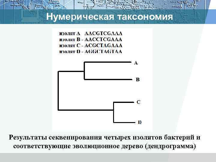 Нумерическая таксономия Результаты секвенирования четырех изолятов бактерий и соответствующие эволюционное дерево (дендрограмма) 