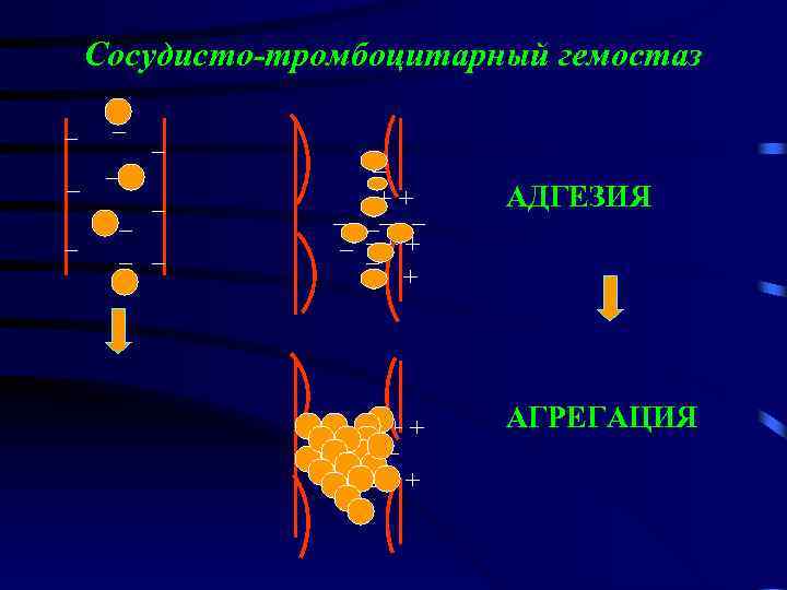 Сосудисто-тромбоцитарный гемостаз _ _ __ _ _+ +_ _ _ _+ + _ _
