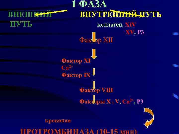 1 ФАЗА ВНЕШНИЙ ПУТЬ ВНУТРЕННИЙ ПУТЬ коллаген, XIV XV, Р 3 Фактор ХII Фактор