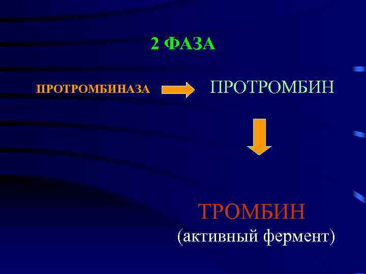 2 ФАЗА ПРОТРОМБИН (активный фермент) 