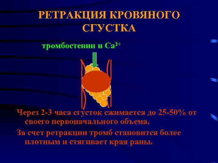 РЕТРАКЦИЯ КРОВЯНОГО СГУСТКА тромбостенин и Са 2+ _ Через 2 -3 часа сгусток сжимается
