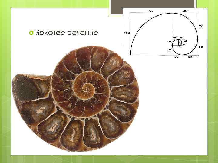  Золотое сечение 